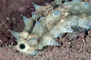 Cucumber: Dragonfish Sea Cucumber