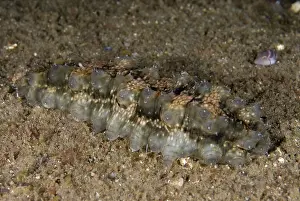 Papillae: Dragonfish Sea Cucumber with extended papillae on