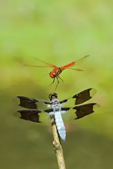 Whitetail: Dragonflies - Cardinal Meadowhawk (Sympetrum illotum)