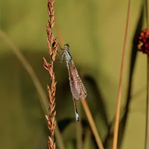 Ischnura: DRAGONFLY