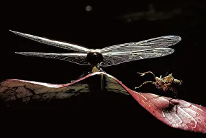 Exuvium: Dragonfly