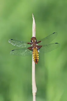 Bodied: Dragonfly - Broad-bodied Chaser - female absorbing
