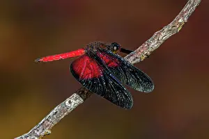 Macarena: dragonfly, Cano Cristales, Serrania de Macarena