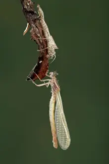 Calopteryx: Dragonfly - coming out of its old skin