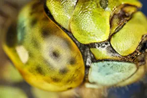 Compound: Dragonfly Compound Eye - Norfolk UK