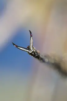 Compound: Dragonfly Compound Eye - Norfolk UK