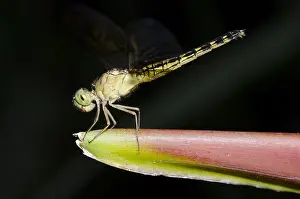 Anisoptera: Dragonfly - on Crane Flower (aka Bird of Paradise