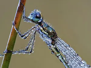 Odonate: Dragonfly, Emerald Damselfly (Lestes sponsa) in