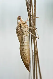 Moulting: Dragonfly exuvium, Emsland, Lower Saxony, Germany