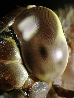 Dragonflies: Dragonfly Eye