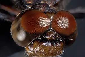 Compound: Dragonfly Eyes