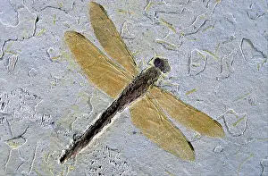 Paleozoology: Dragonfly Fossil