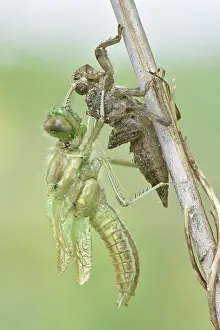 Moulting: Dragonfly hatch, Four-spotted chaser (Libellula