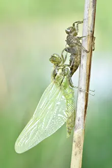 Moulting: Dragonfly hatch, Four-spotted chaser (Libellula