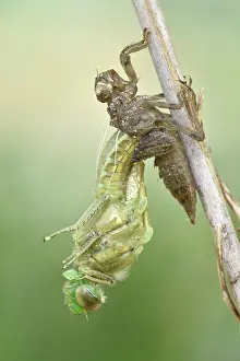Moulting: Dragonfly hatch, Four-spotted chaser (Libellula