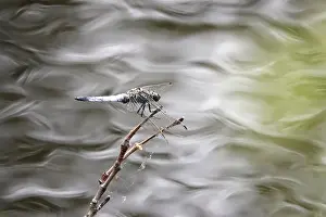 Odonate: Dragonfly on a lake shore, July, Germany