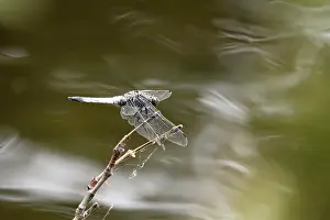 Odonate: Dragonfly on a lake shore, July, Germany