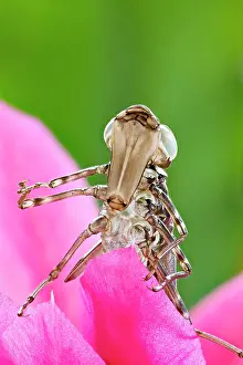 Aeshna: Dragonfly larval case - placed on flower
