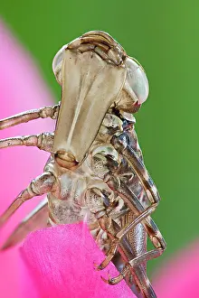 Aeshna: Dragonfly larval case - placed on flower