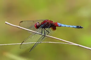 Macarena: dragonfly, male, Cano Cristales, Serrania de Macarena