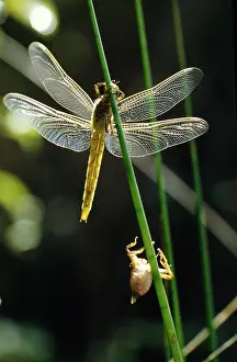 Exuvia: Dragonfly - newly emerged with exuvia