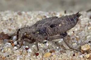 Larval: Dragonfly Nymph