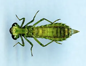 Nymph: Dragonfly Nymph