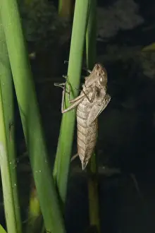 Transform: Dragonfly Nymph Exoskeleton
