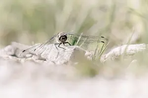 Odonate: Dragonfly (Odonata), sitting frontally on a stone with spread wings