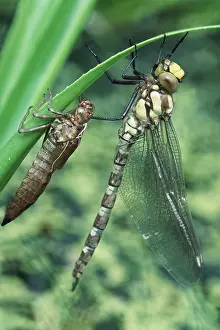 Transparent: DRAGONFLY Southern Hawker - newly emerged from nymph case