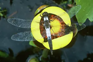 Julia: Dragonfly on Spatterdock