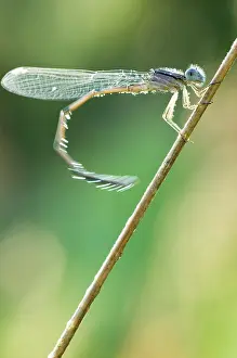 Ontario: Dragonfly, Unionville, Ontario