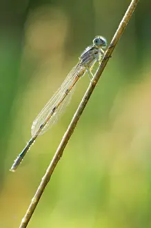 Ontario: Dragonfly, Unionville, Ontario