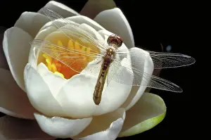 Mites: Dragonfly & Water Lily