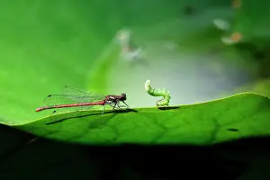 Odonate: Dragonfly on water lily, Saxony, Germany, Europe