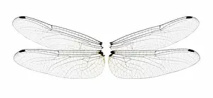 Dragon: Dragonfly wings