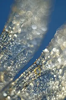 Drops: Dragonfly Wings with dew drops - Norfolk UK