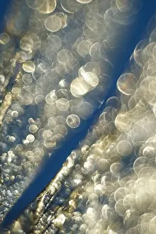 Drops: Dragonfly Wings with dew drops - Norfolk UK