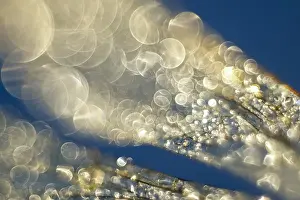 Drops: Dragonfly Wings with dew drops - Norfolk UK