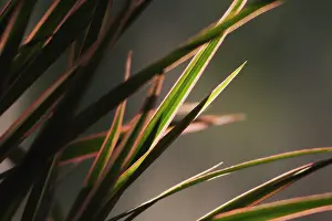 Dracaena: DragonPlant