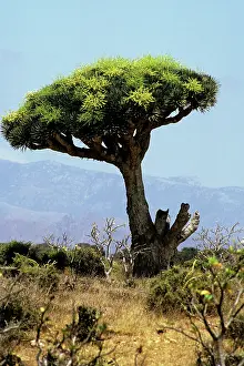 Richard Porter: DRAGON'S BLOOD TREE