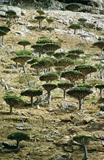 Yemen: Dragon's Blood Trees