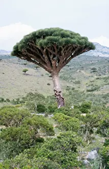 Yemen: Dragon's Blood Trees