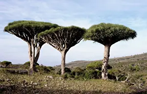 Richard Porter: DRAGON'S BLOOD TREES X3