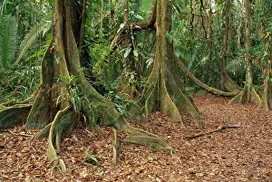 Redwood: Dragonsblood Tree