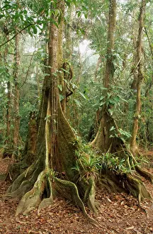 Redwood: Dragonsblood Tree