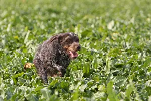 Beets: Drahthaar running in a field of beets in France