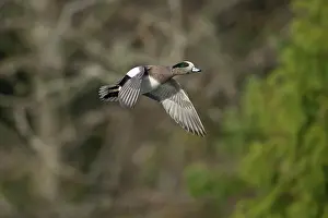 Rick: A drake American Wigeon (Anas americana)