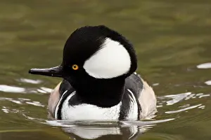 Rick: A drake Hooded Merganser (Lophodytes cucullatus)