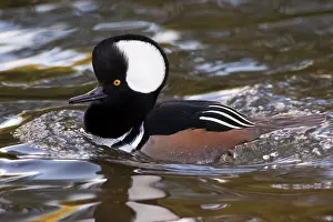 Rick: A drake Hooded Merganser (Lophodytes cucullatus)